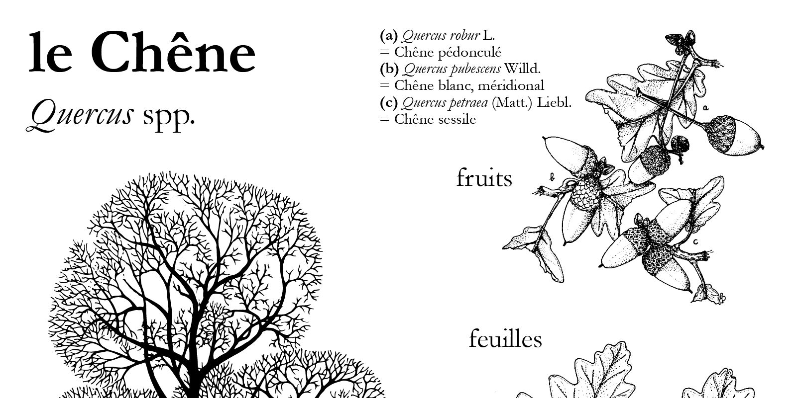 Le Chêne pédonculé  | HopDurable