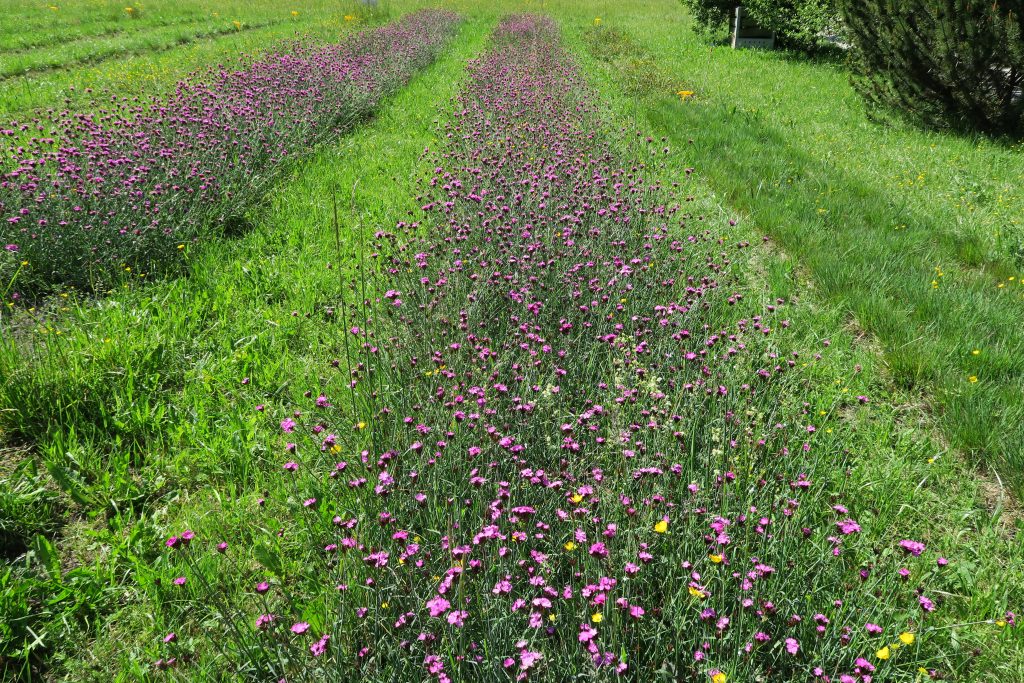 Acheter du végétal sauvage local – un vrai défi !  | HopDurable