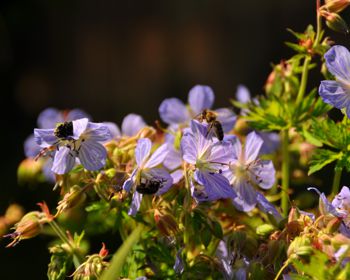 Photo n°6, fleurs-macro-abeilles  | HopDurable