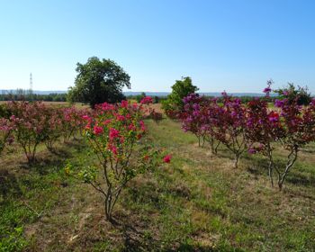 Photo n°4, pepiniere-arbuste-local  | HopDurable