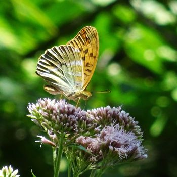 Photo n°5, vivant-biodiversite-vegetal  | HopDurable