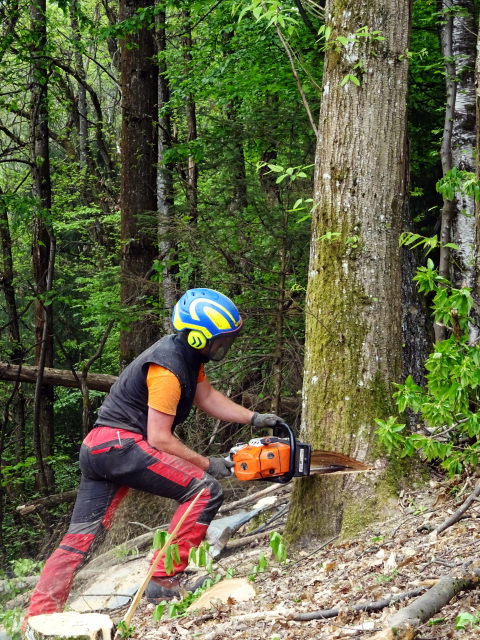 Photo n°3, Coupe de châtaignier à Presles en Belledonne (38) en 2021   | HopDurable