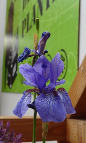 Photo n°2, fleur-vegetal-hopdurable.JPG  | HopDurable