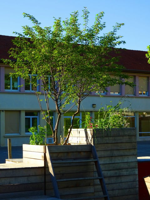 La Cour d'école : Photo n°3