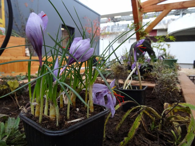 Le Voyage des Plantes en gare : Photo n°16